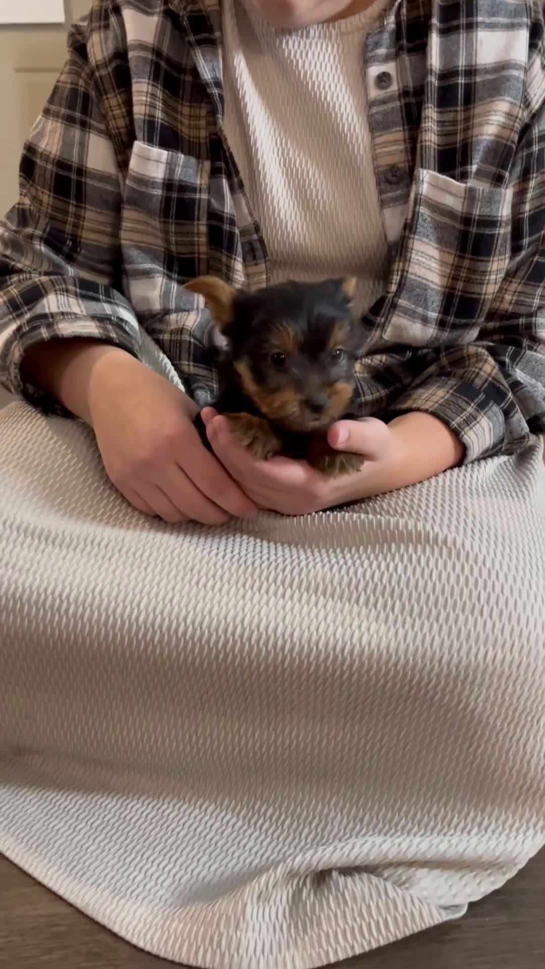 Yorkshire Terrier dogs for sale: Cameron - Video 1