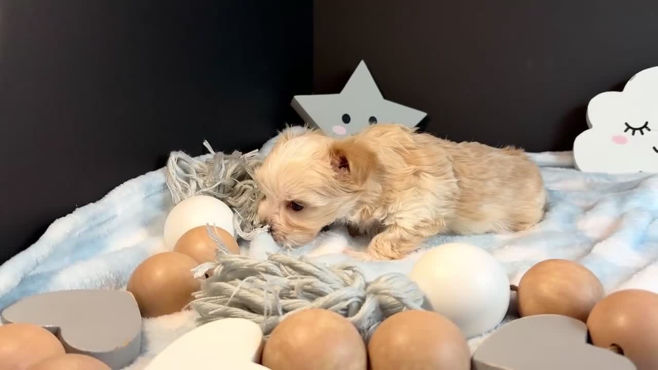 Morkie dogs for sale: Morkie 2 - Video 1