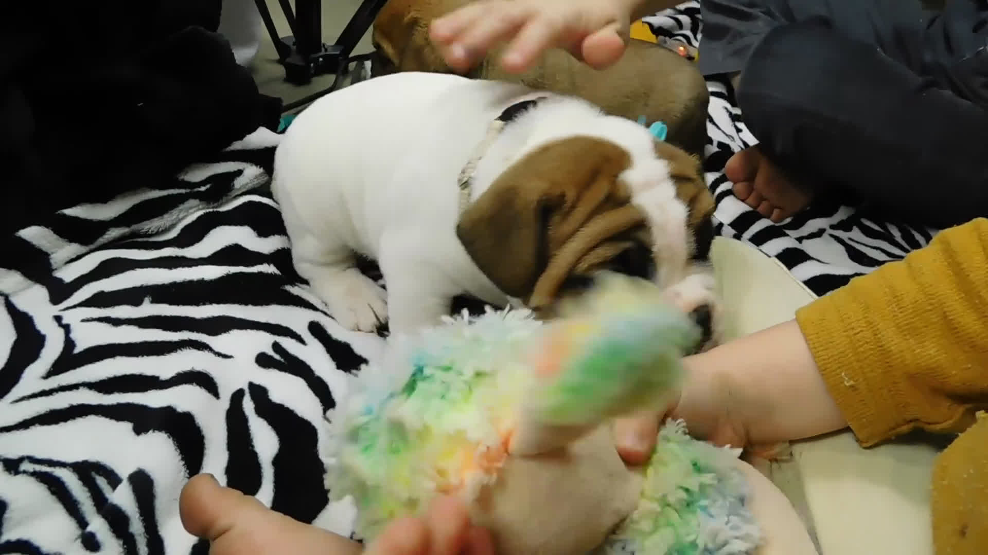 Mixed Breed dogs for sale: Wrinkles - Video 1