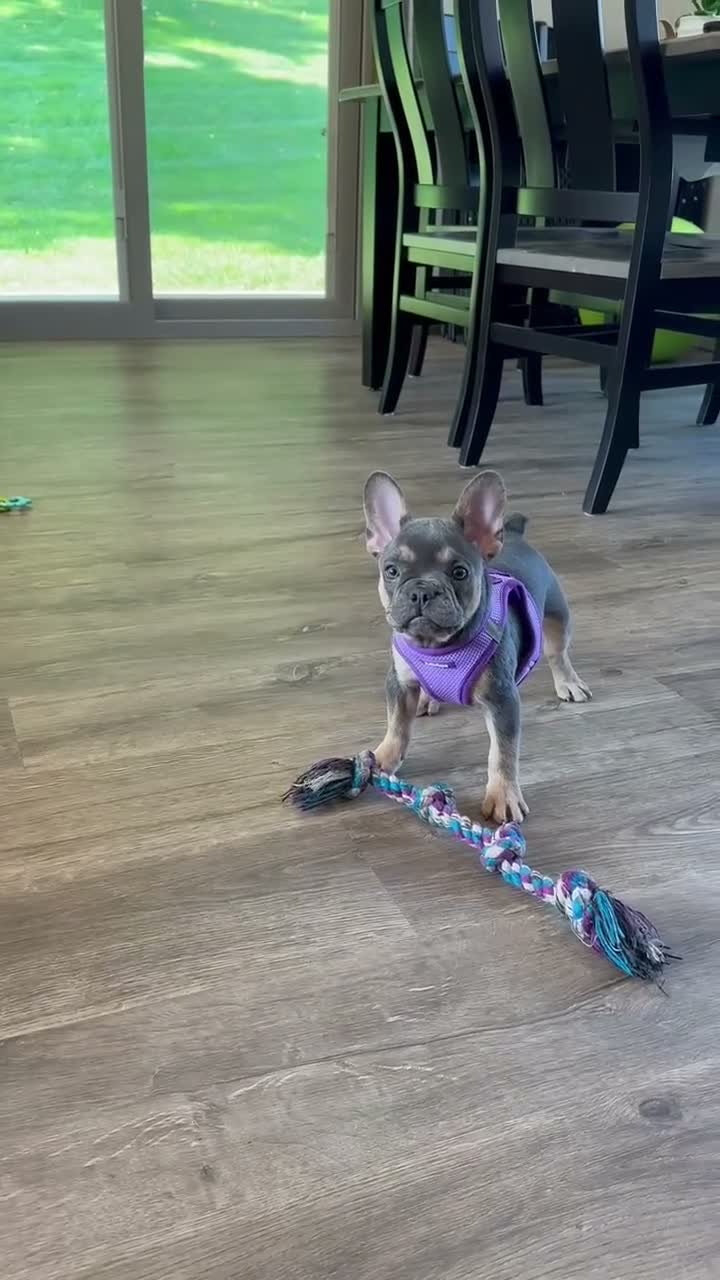 French Bulldog dogs for sale: Coral - Video 1