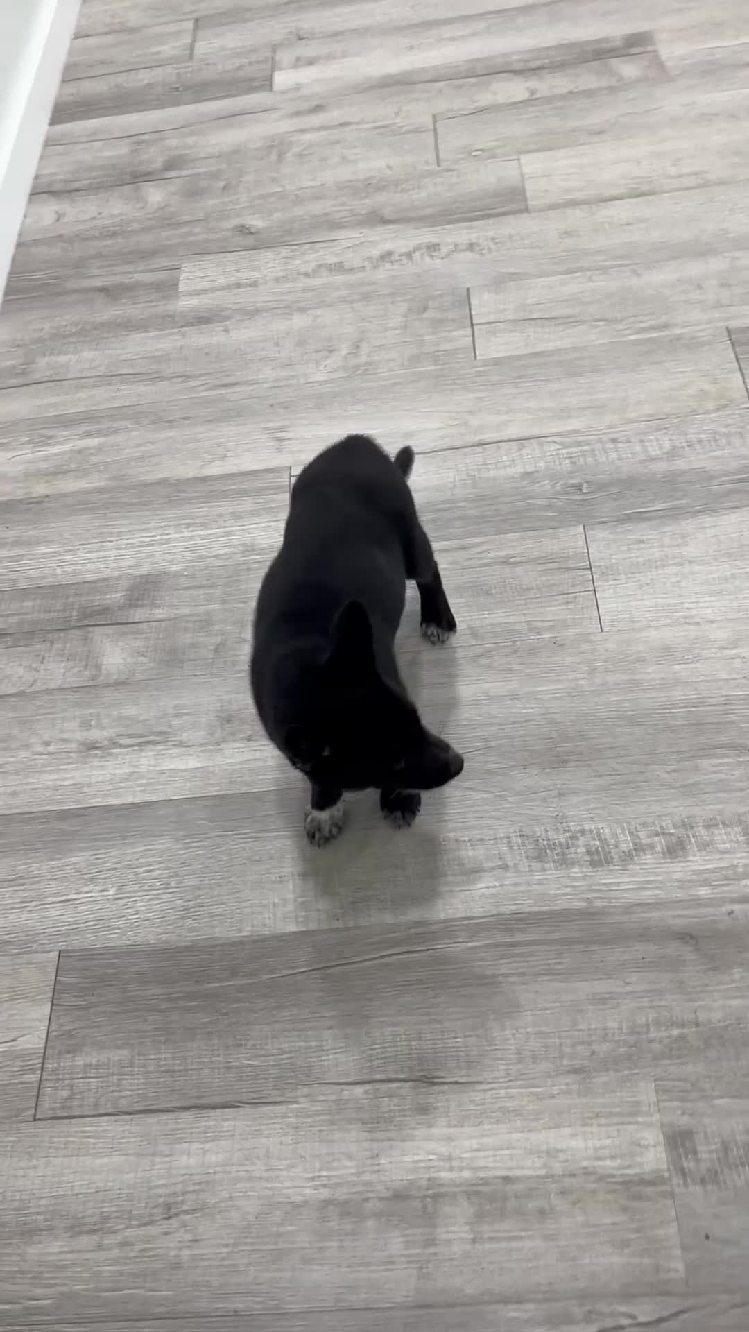 Mixed Breed dogs for sale: Raven - Video 1