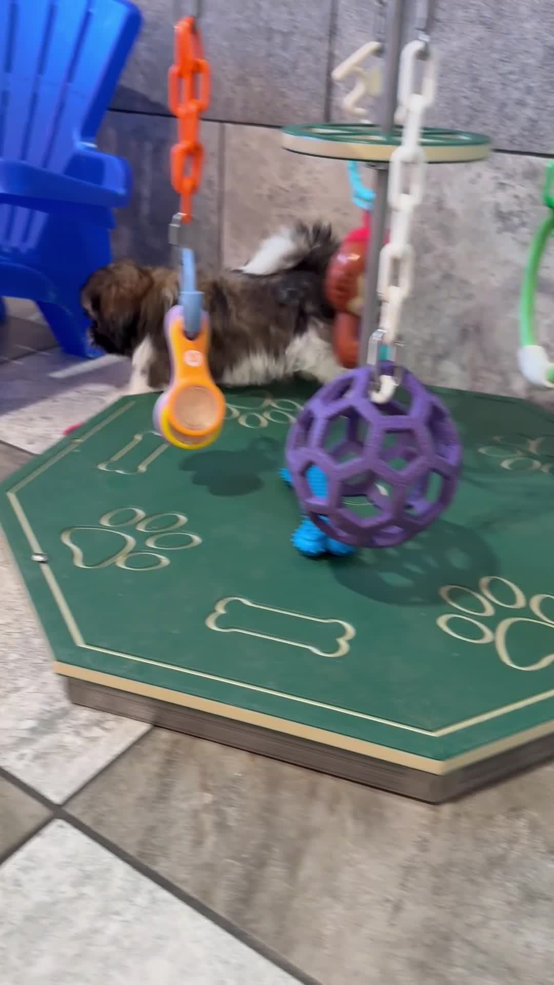 Shih Tzu dogs for sale: Wyatt - Video 1