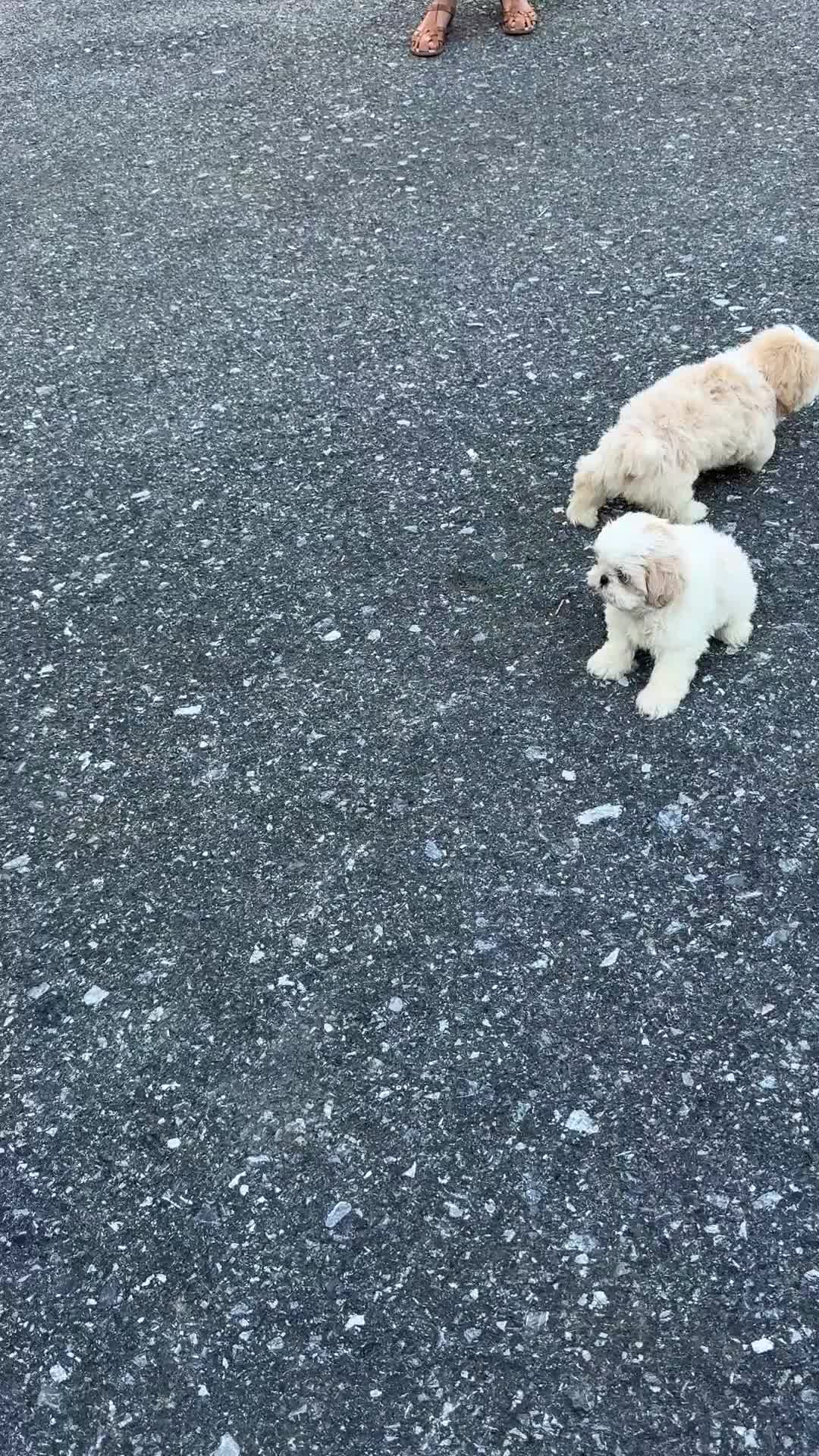 Shih Tzu dogs for sale: Hank - Video 1
