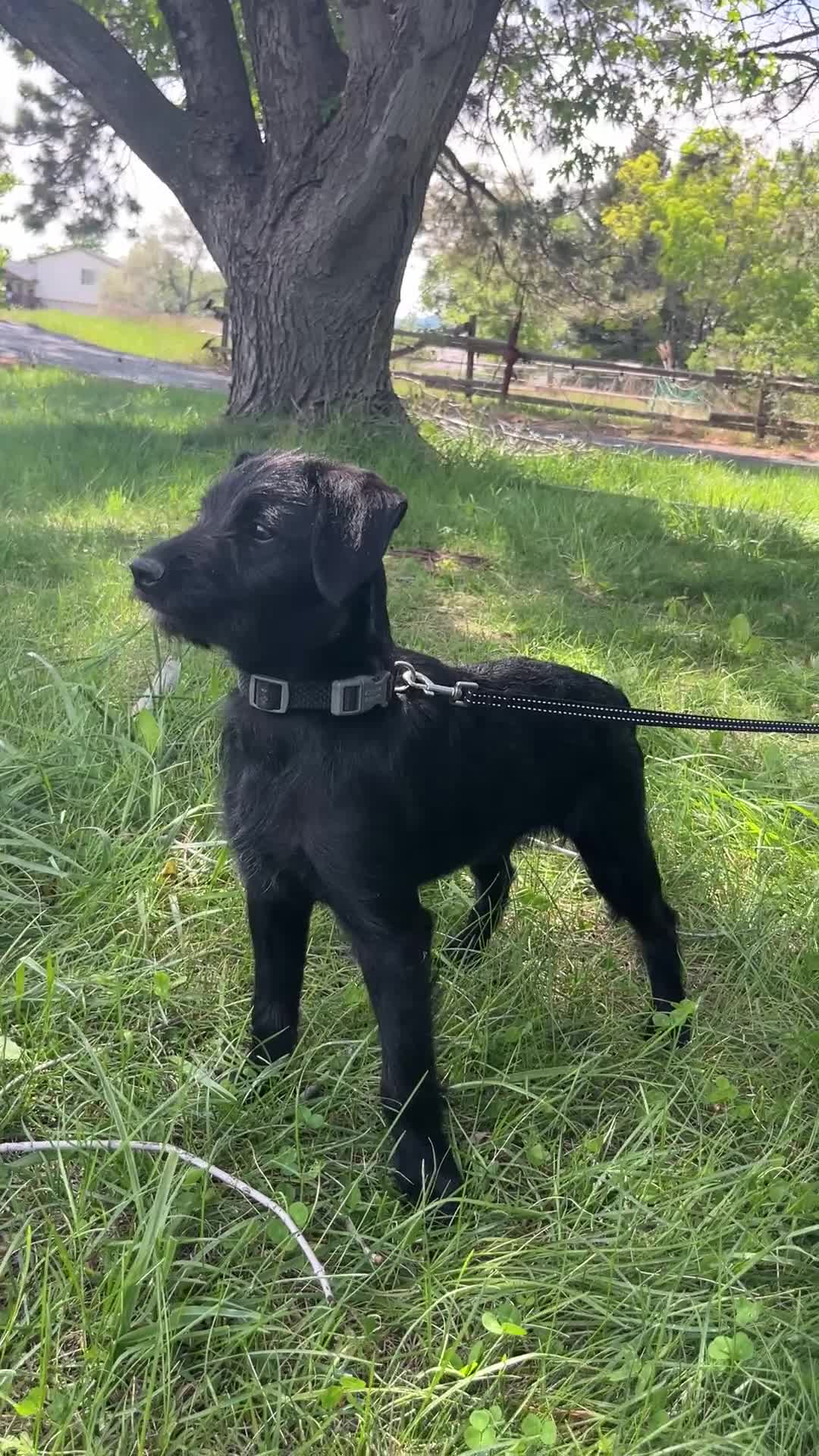 Bordoodle dogs for sale: Bordoodle Puppy Panther - Video 1