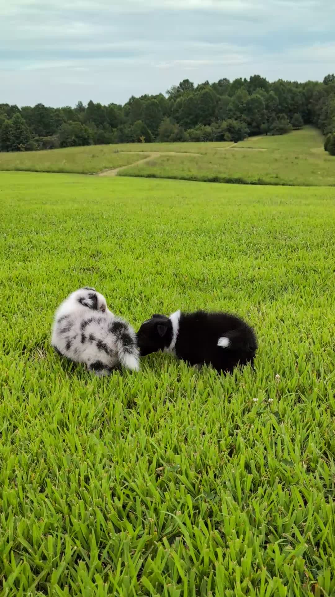 Shetland Sheepdog dogs for sale: Tito - Video 1