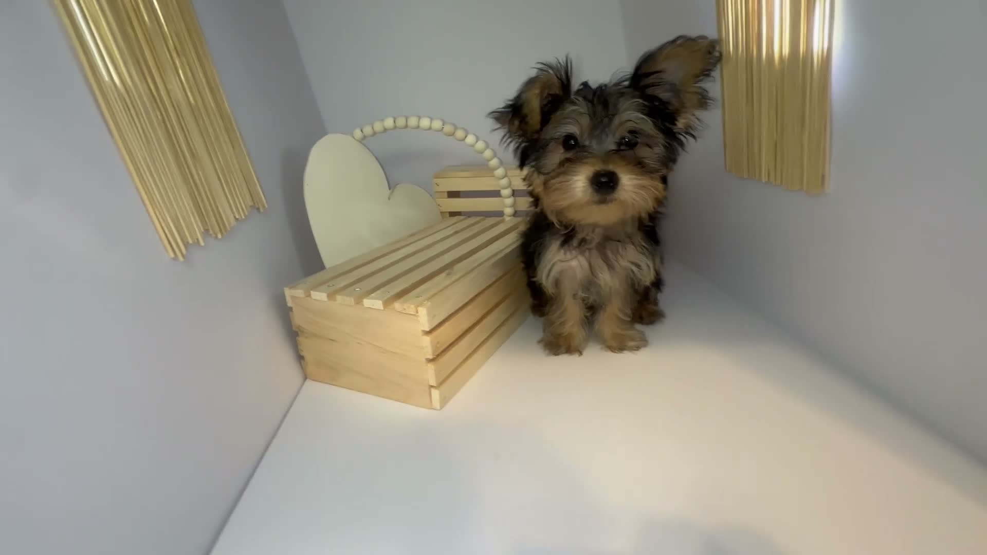 Yorkshire Terrier dogs for sale: Darling  - Video 2