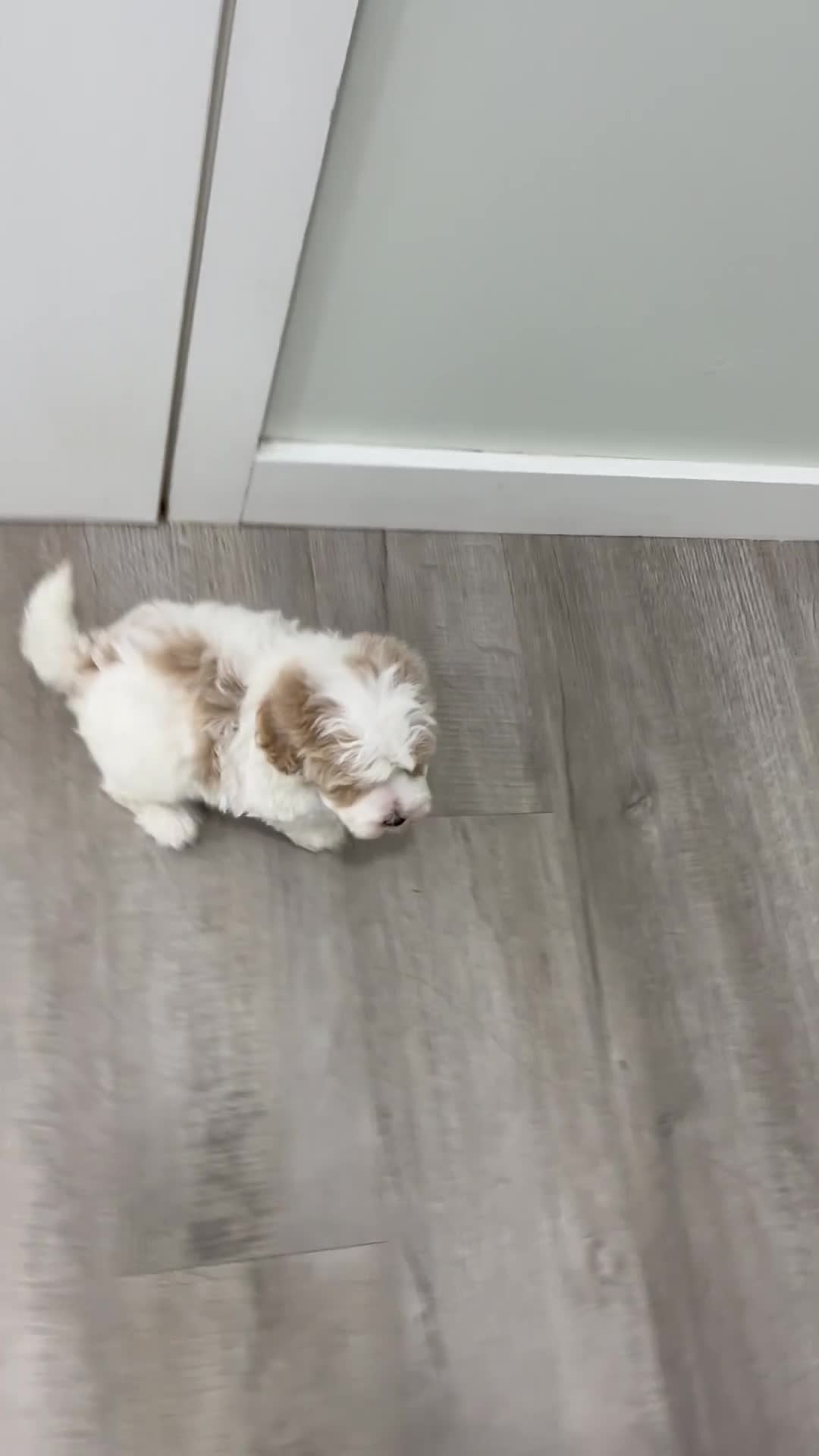 Havapoo dogs for sale: Harvey - Video 1