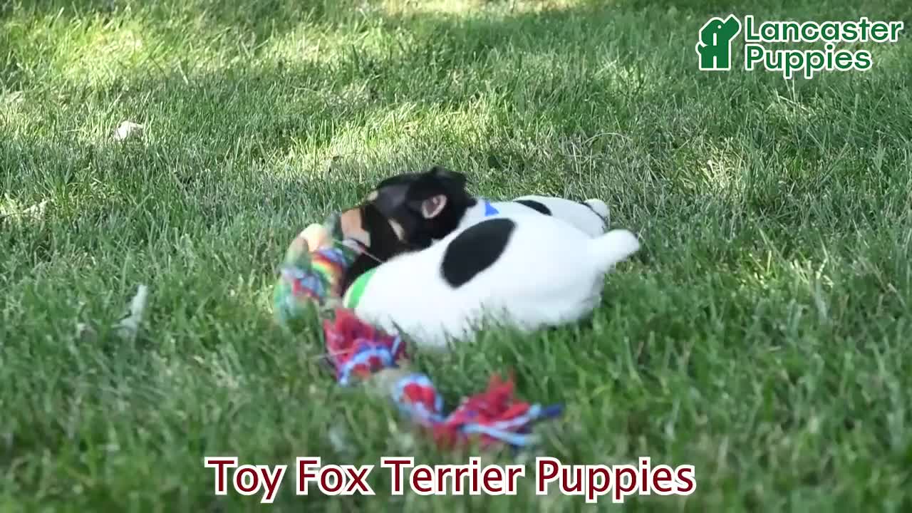 Toy Fox Terrier dogs for sale: Chad - Video 1