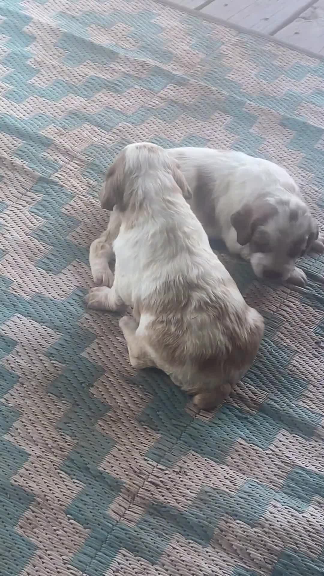 Brittany Spaniel dogs for sale: Brittany Spaniel Puppy 2 - Video 1