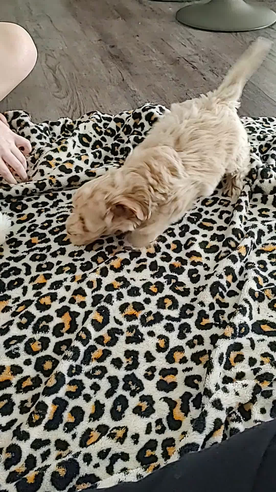 Maltipoo dogs for sale: Raya - Video 3