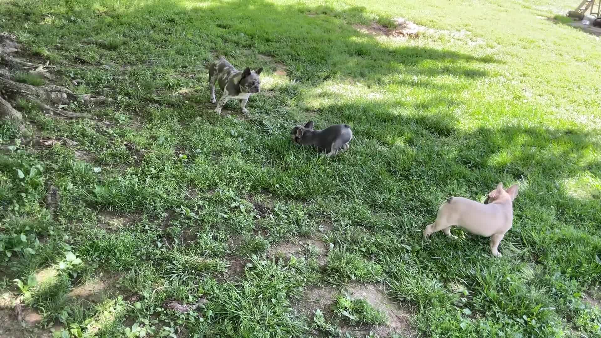 French Bulldog dogs for sale: French Bulldog Puppy 3 - Video 1