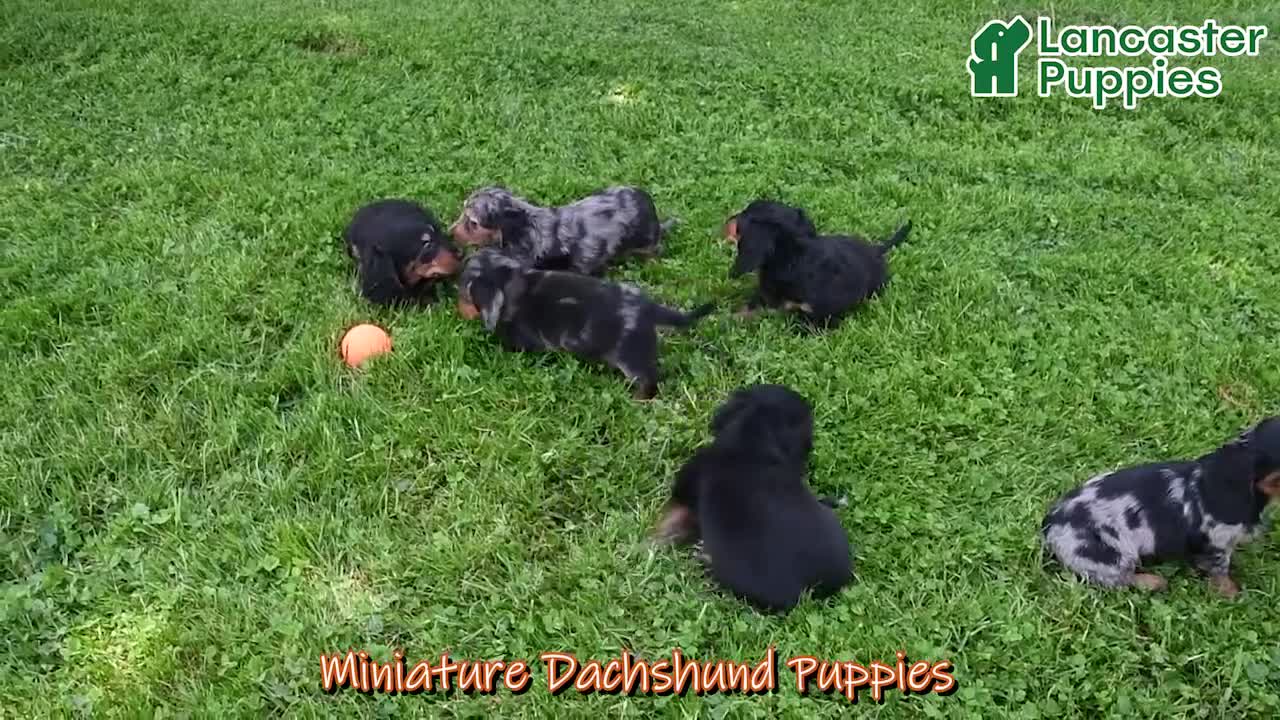 Miniature Dachshund dogs for sale: Bingo - Video 1