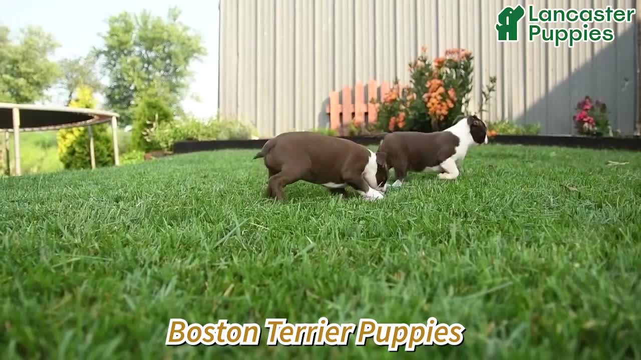 Boston Terrier dogs for sale: Jupiter - Video 1
