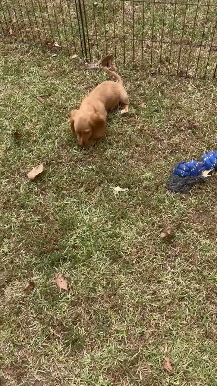 Miniature Dachshund dogs for sale: Miniature Dachshund 1 - Video 1