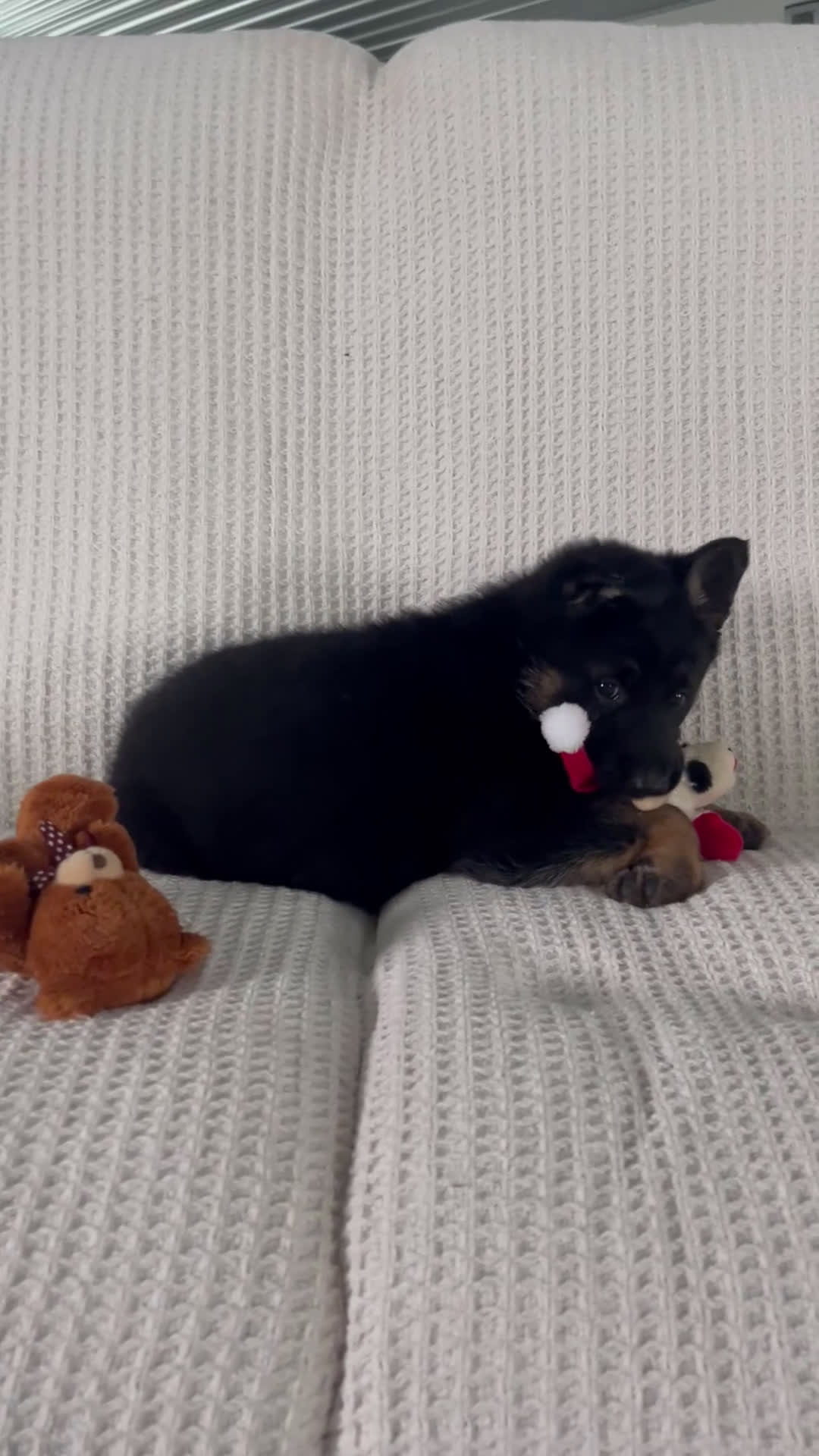 German Shepherd dogs for sale: CoCo - Video 1