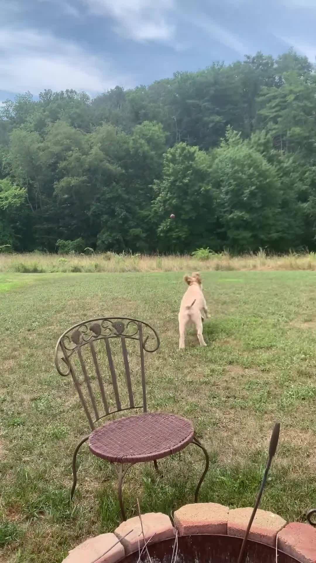 Goldendoodle dogs for sale: Ginger - Video 1
