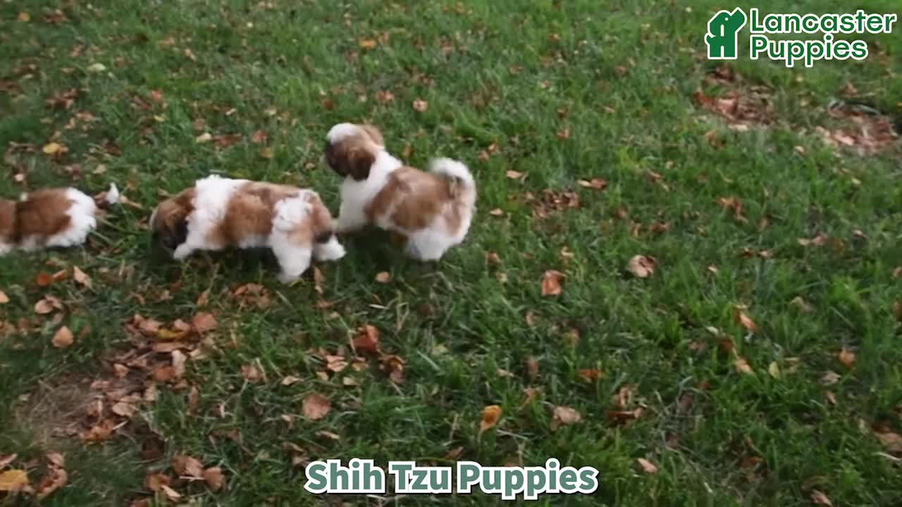 Shih Tzu dogs for sale: Kyler - Video 1