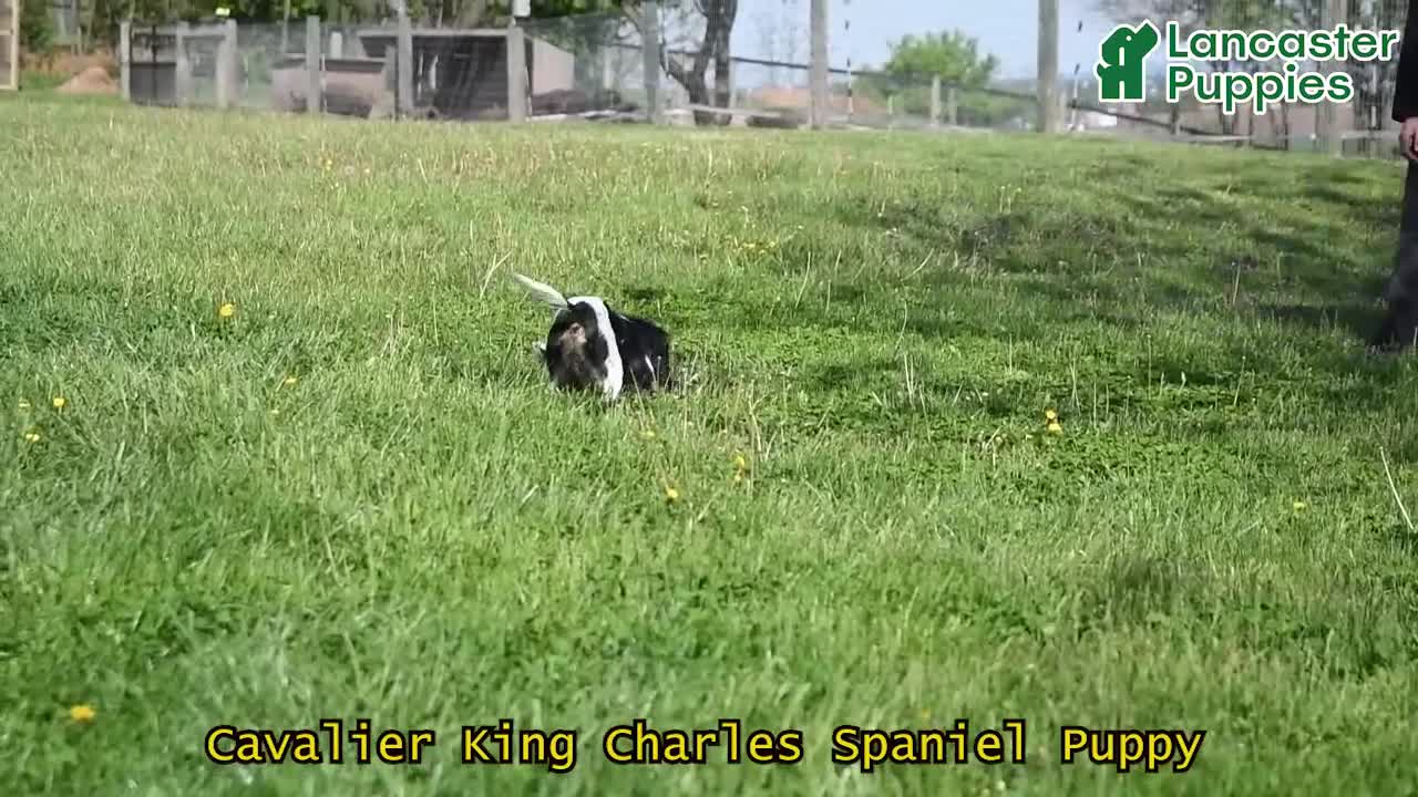 Cavalier King Charles Spaniel dogs for sale: Mason - Video 1