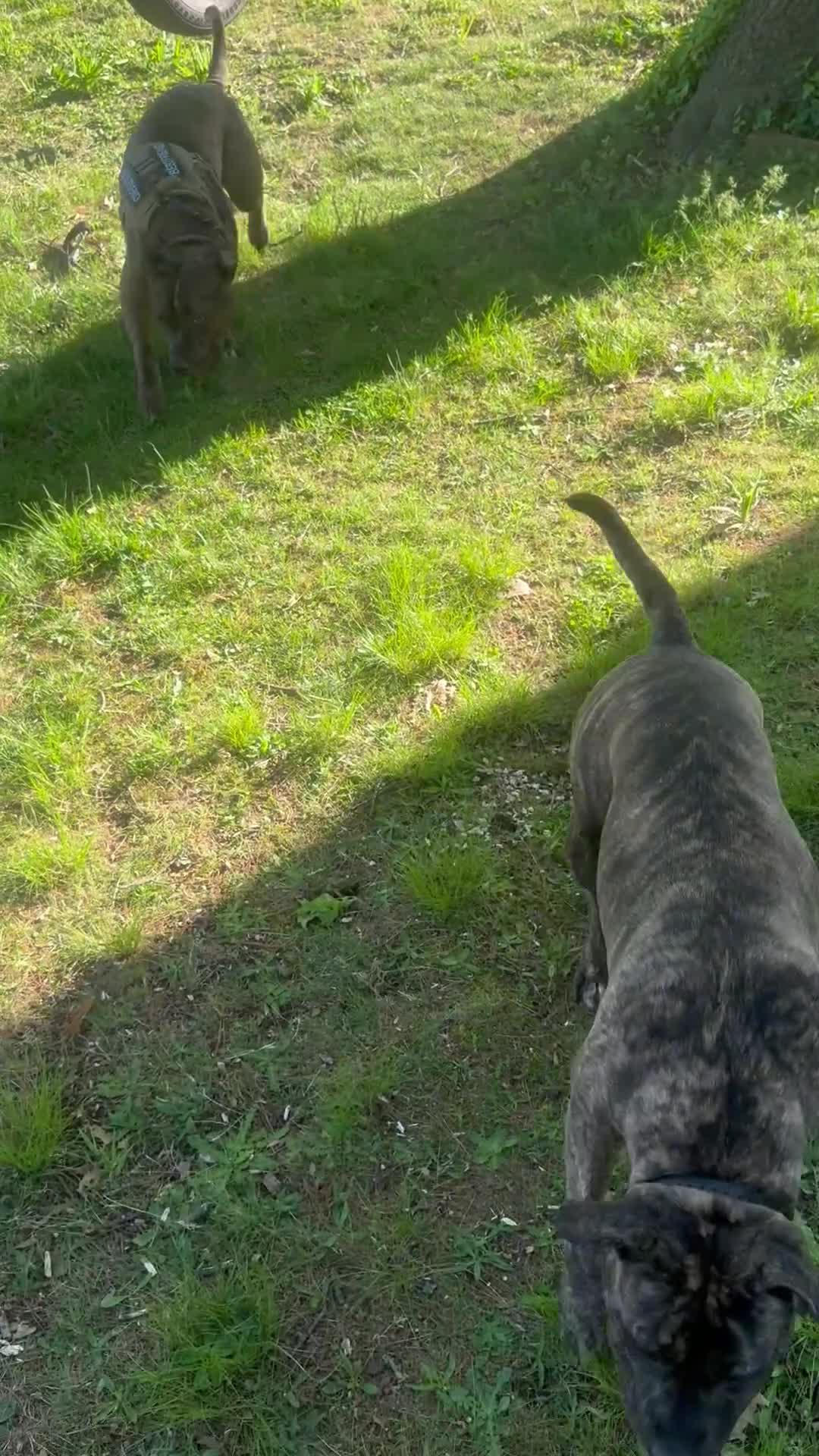 American Bully dogs for sale: Winter - Video 1
