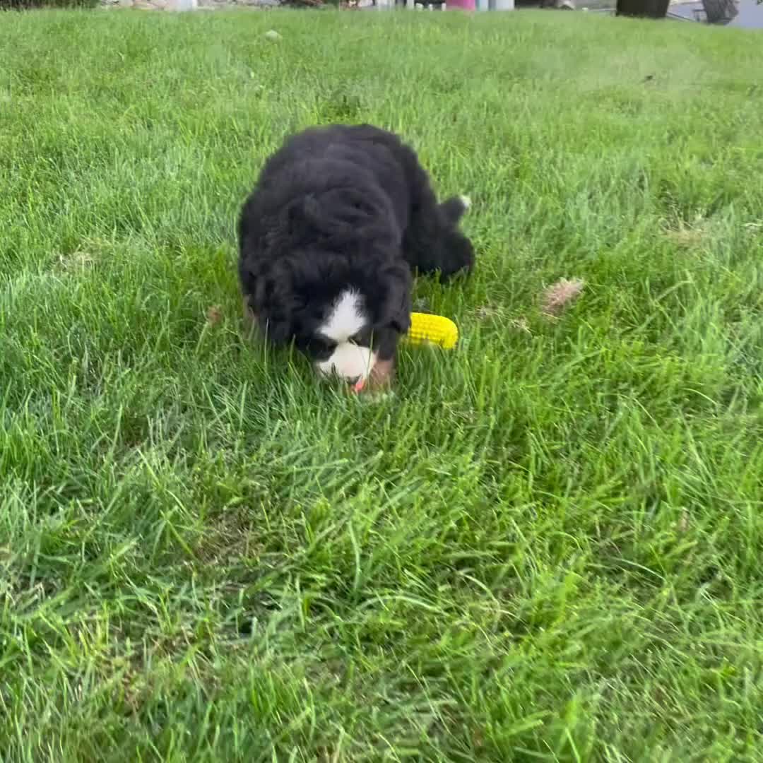 Bernese Mountain Dog dogs for sale: Mr. Benjie - Video 1