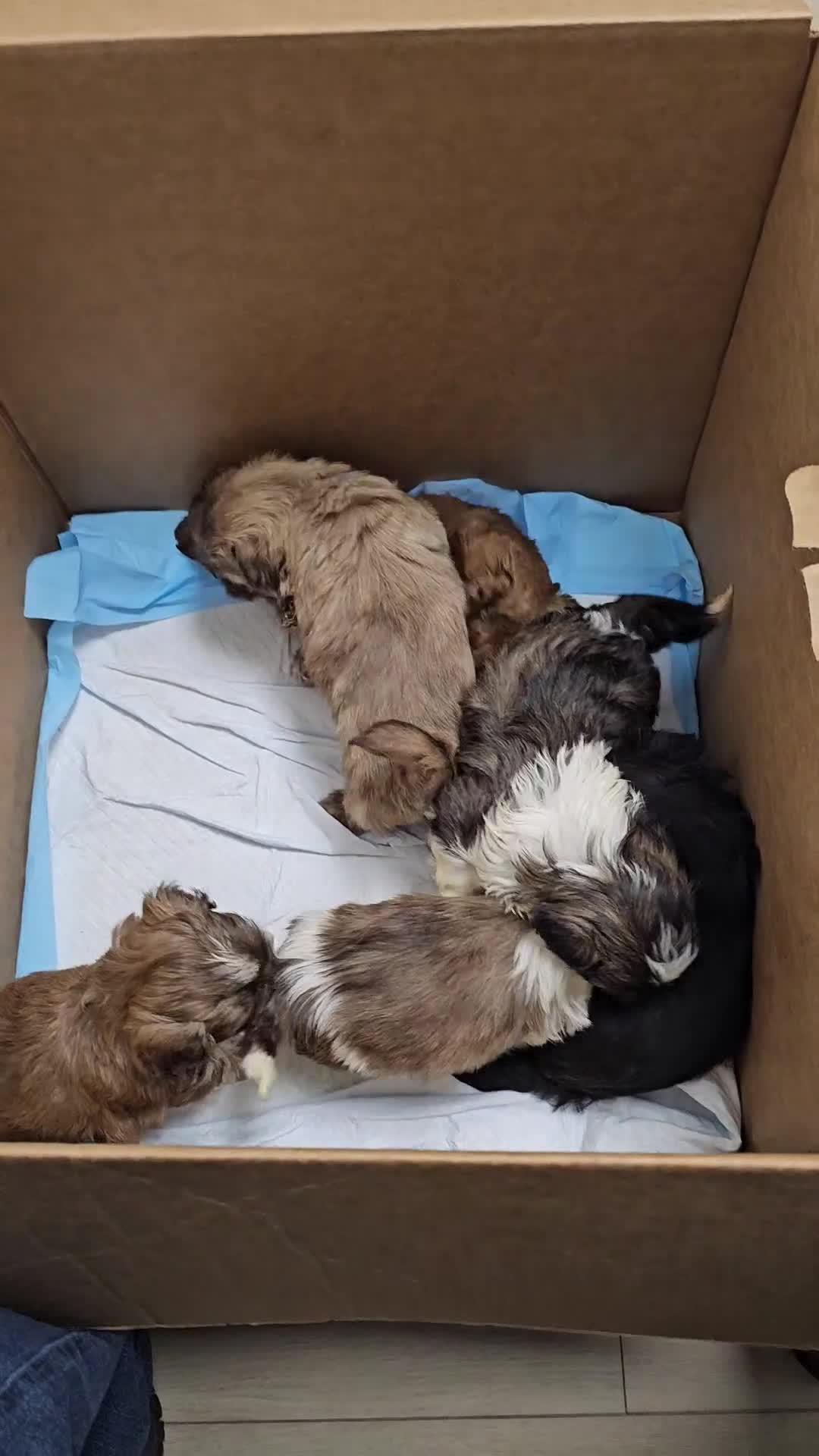Shih Tzu dogs for sale: Brewster - Video 1