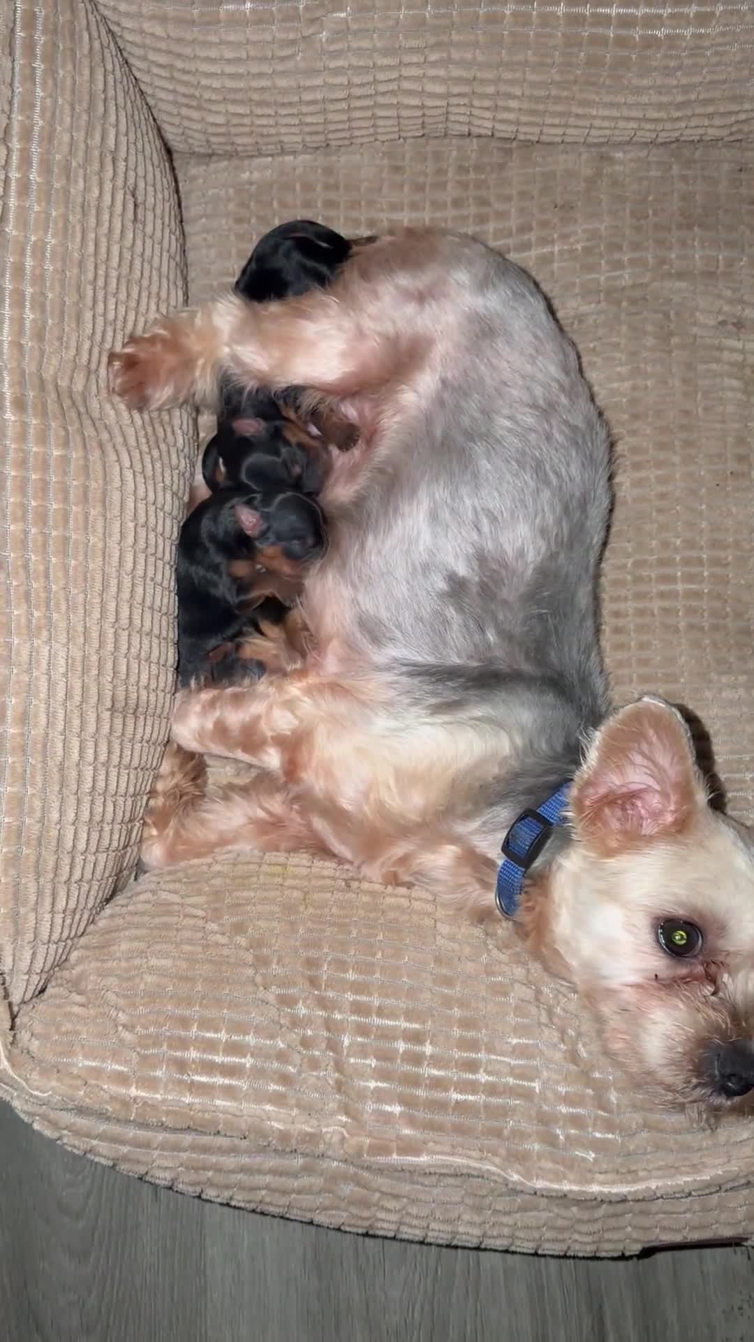 Yorkshire Terrier dogs for sale: Reese Puff  - Video 3