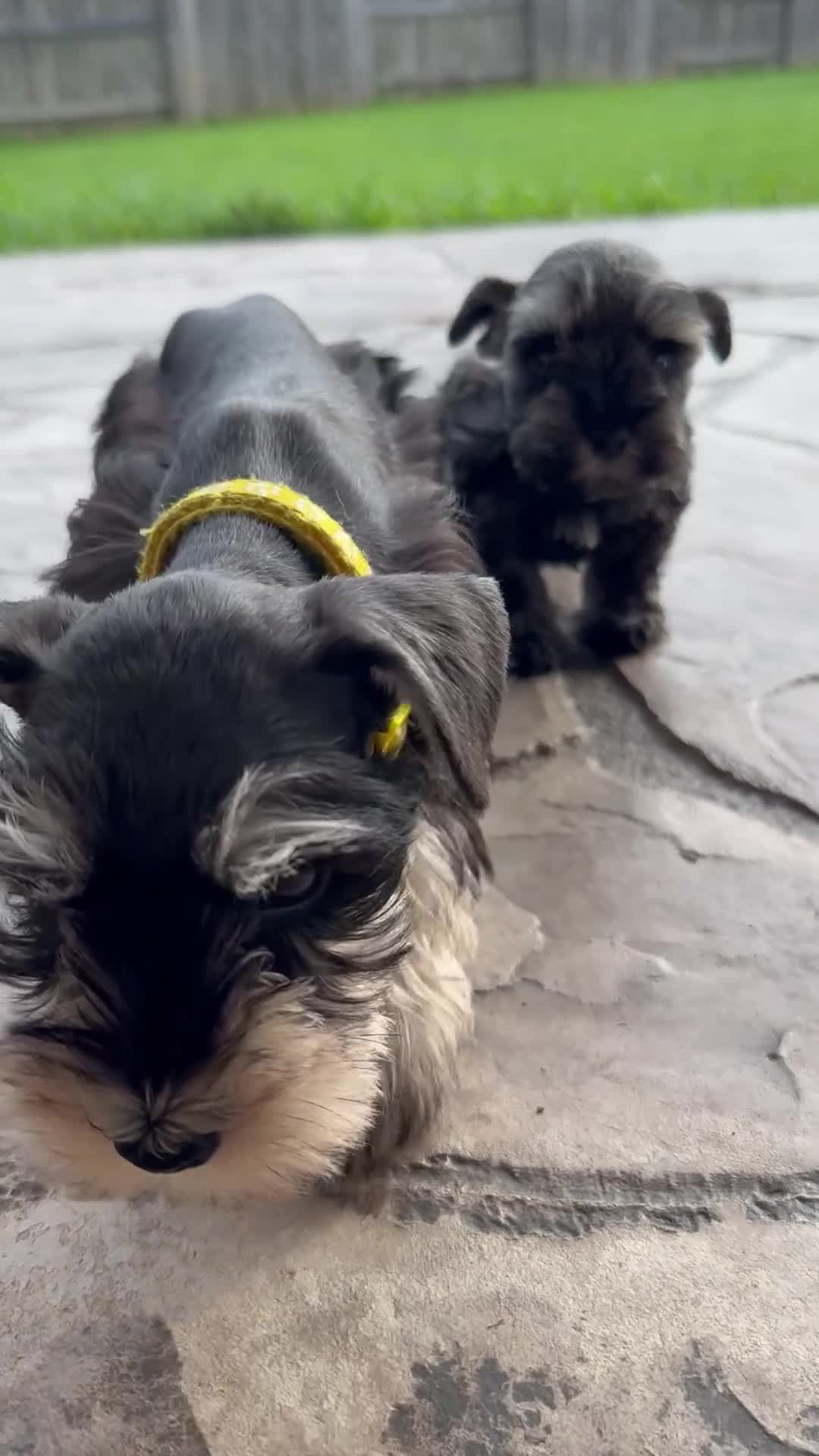 Miniature Schnauzer dogs for sale: Apollo - Video 3