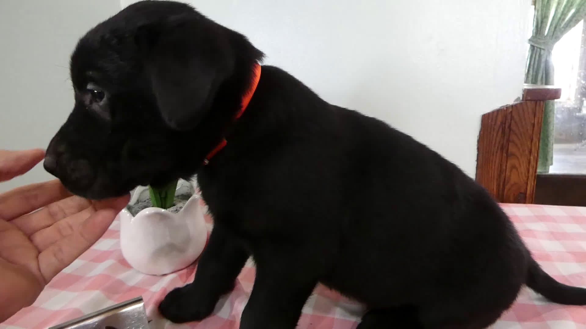 Labrador Retriever dogs for sale: Labrador Retriever Puppy 9 - Video 1