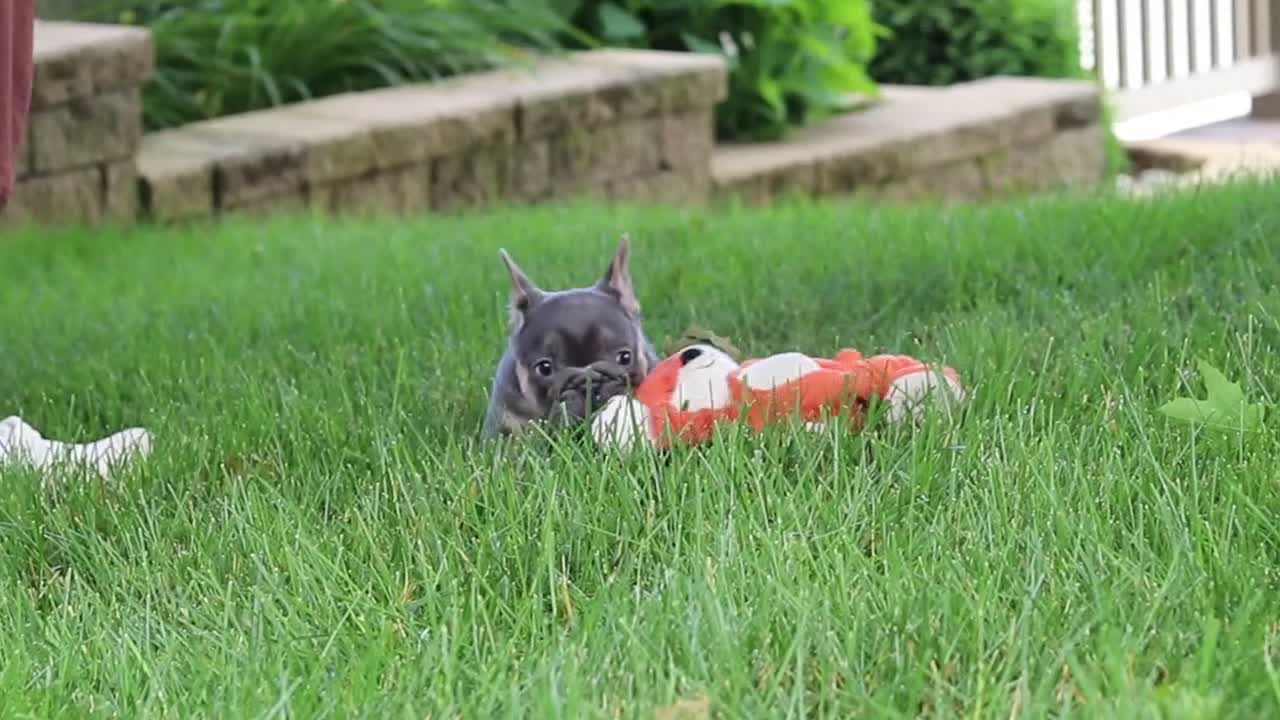 French Bulldog dogs for sale: Clinton - Video 1