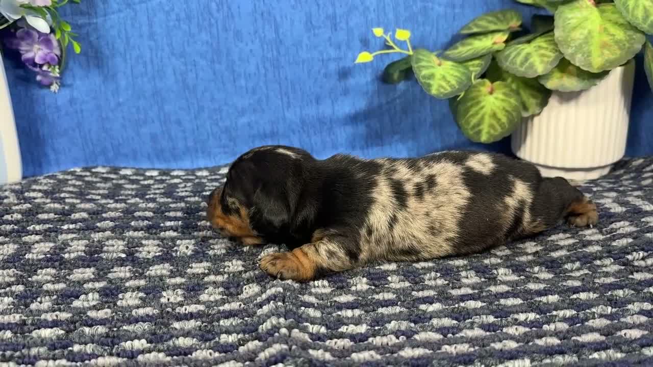 Miniature Dachshund dogs for sale: Miniature Dachshund 2 - Video 1