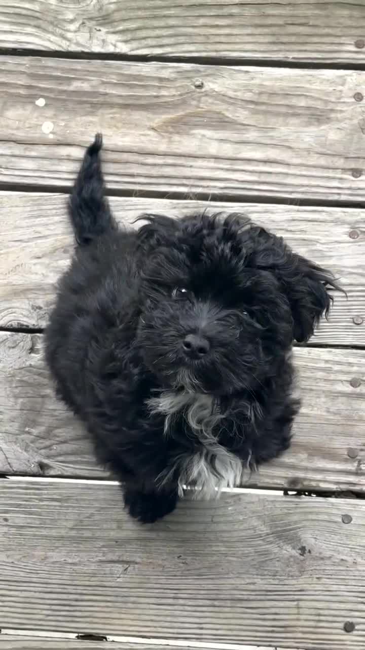 Havapoo dogs for sale: Silas - Video 2