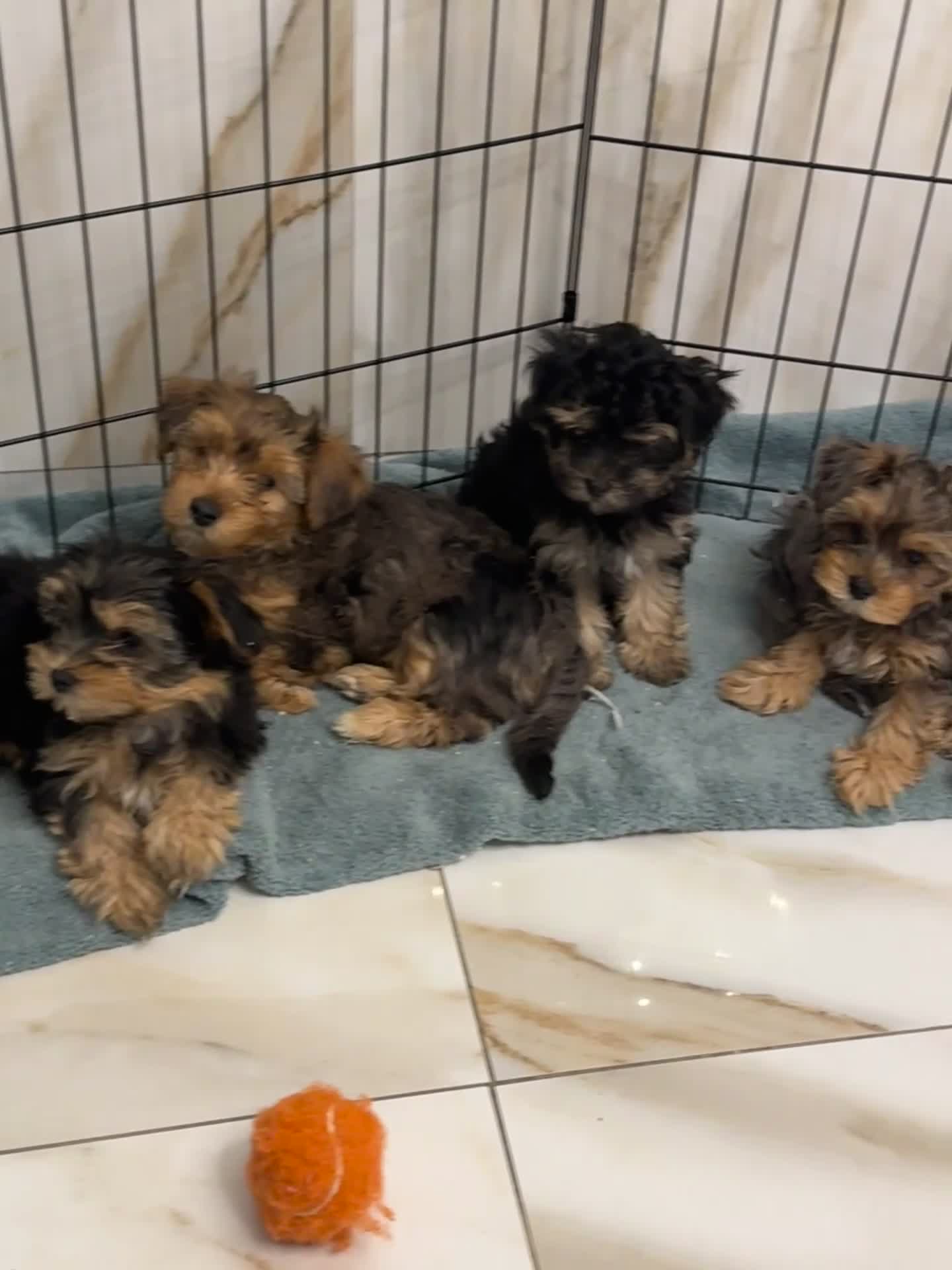 Morkie dogs for sale: Chase - Video 1