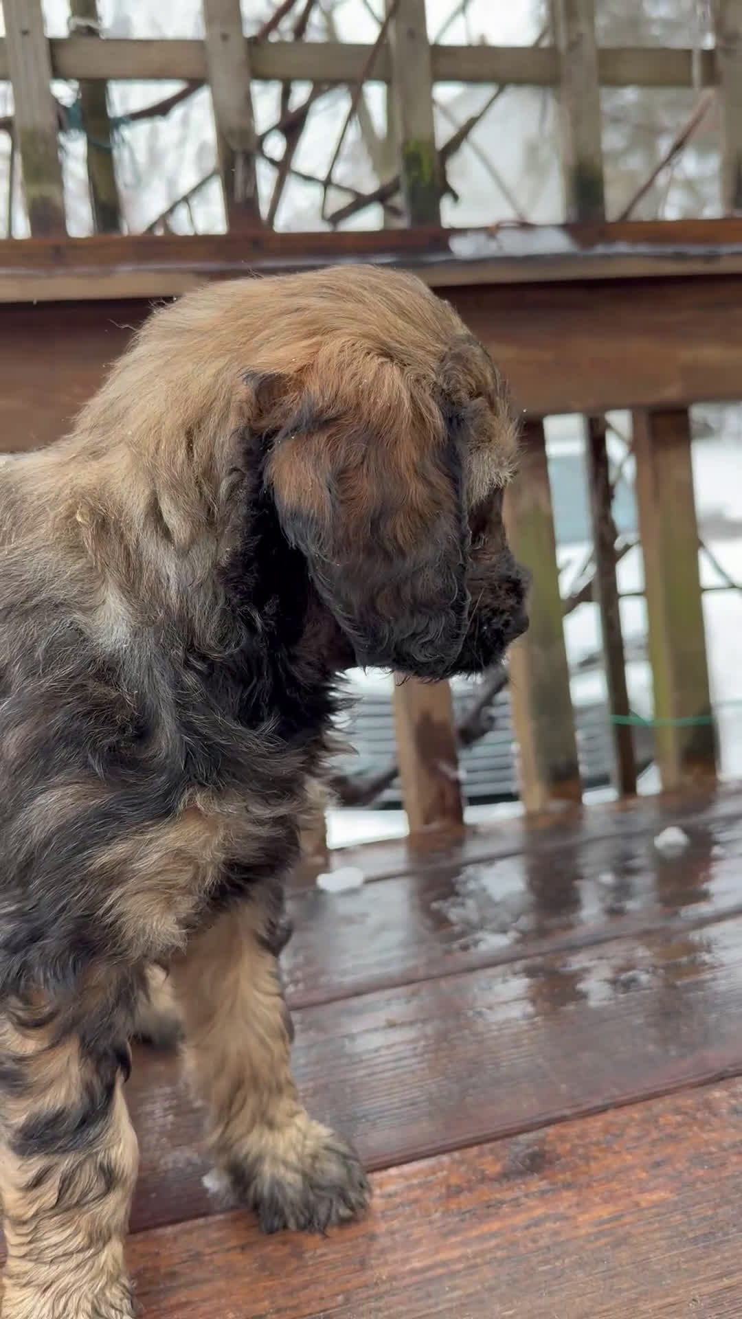 Goldendoodle dogs for sale: Zara - Video 2