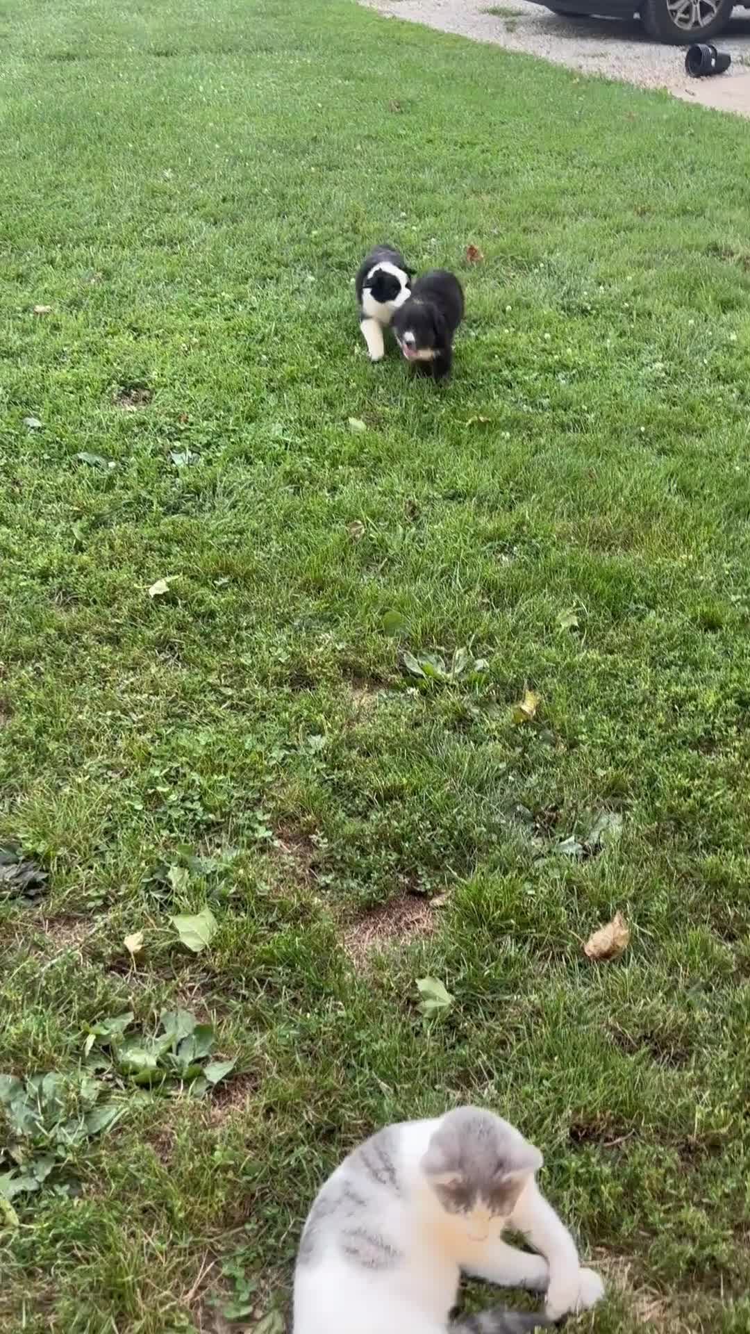 Australian Shepherd dogs for sale: Biscuit - Video 1