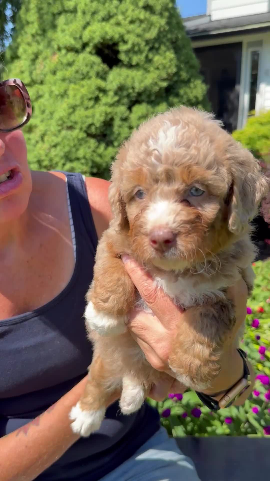 Bernedoodle dogs for sale: Maple - Video 1