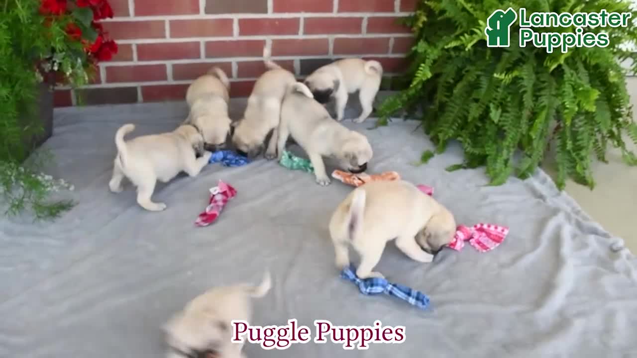 Puggle dogs for sale: Frappe - Video 1