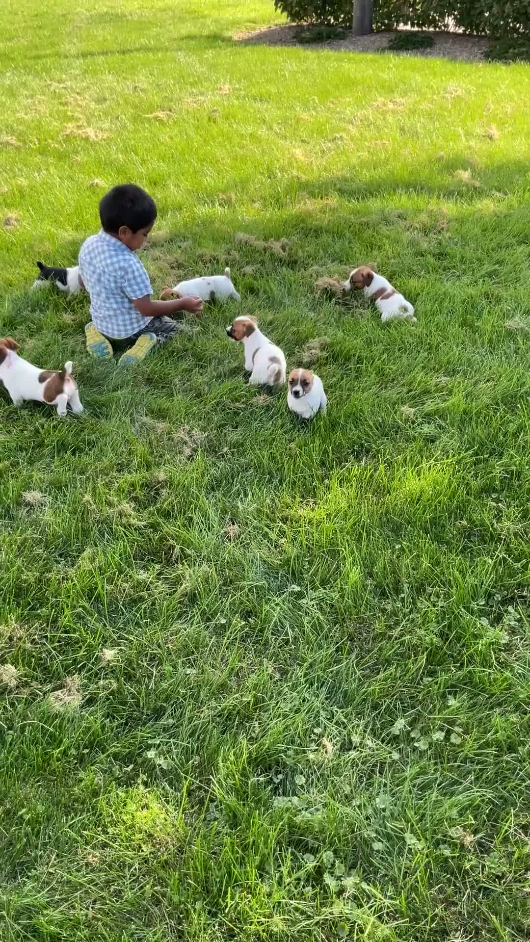 Jack Russell Terrier dogs for sale: Deisel - Video 2