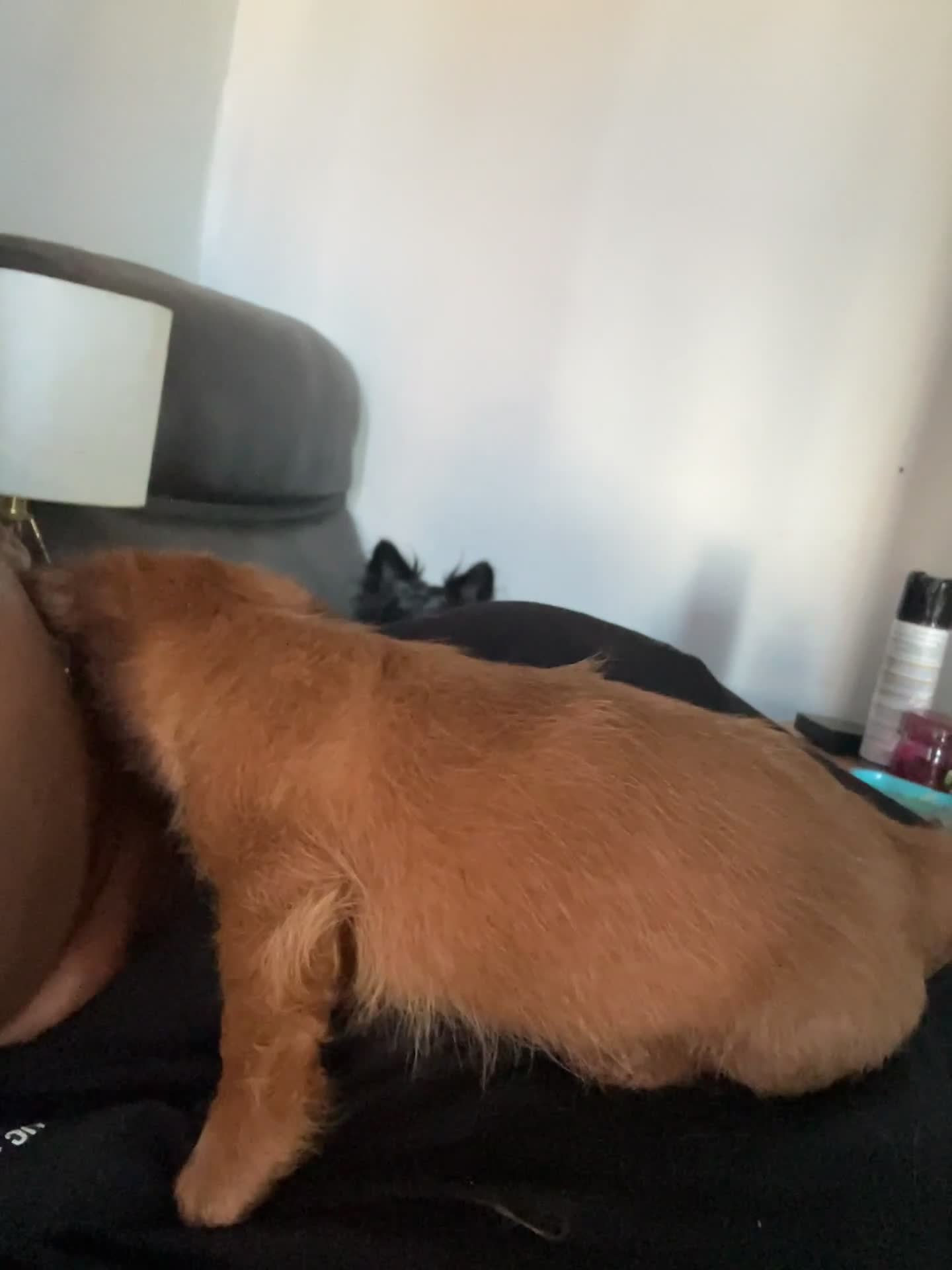 Mixed Breed dogs for sale: Honey - Video 3