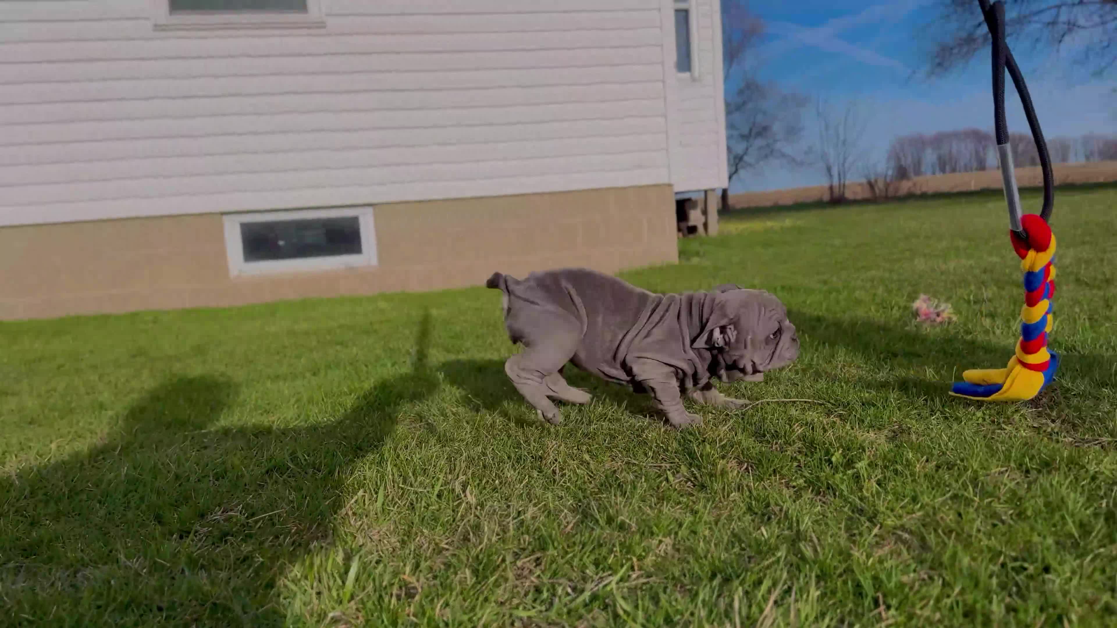 French Bulldog dogs for sale: Pyper “Blue”Collar, Female - Video 2