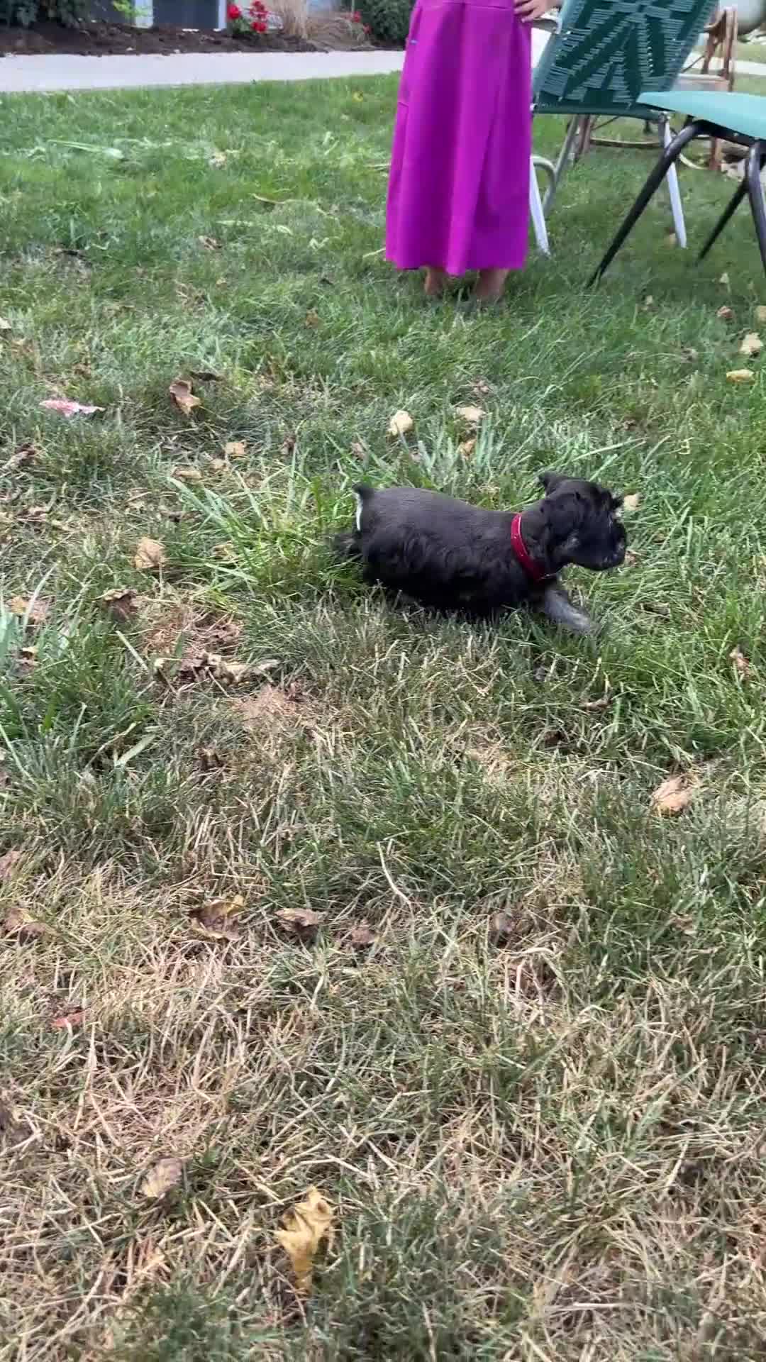 Miniature Schnauzer dogs for sale: Lorri - Video 1