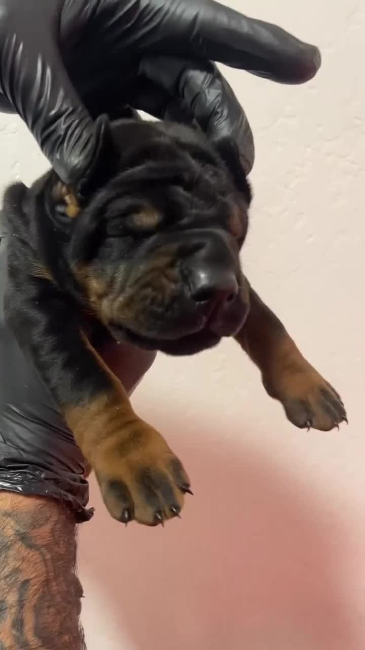 Doberman Pinscher dogs for sale: Black Velvet Abyss Ares (European) - Video 2
