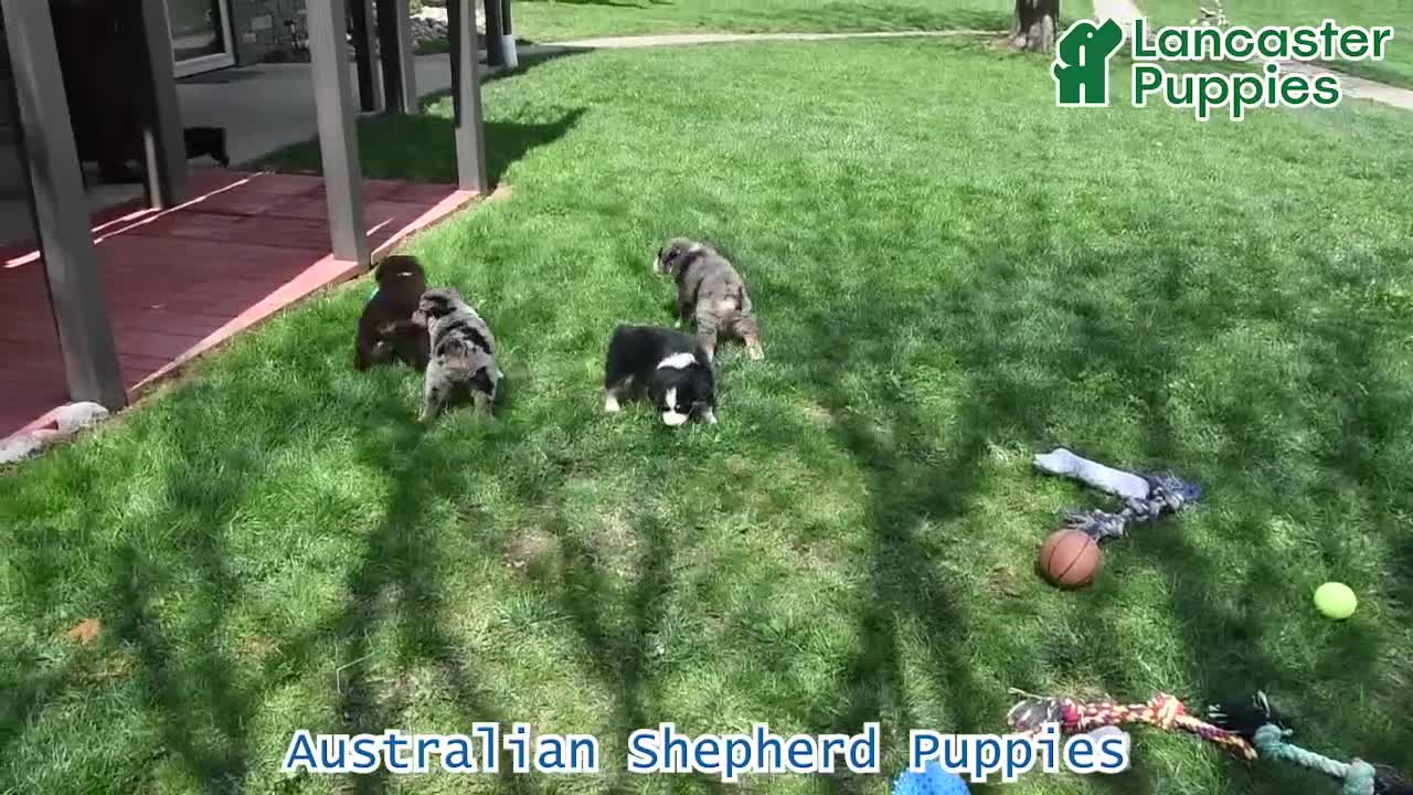 Australian Shepherd dogs for sale: Luke - Video 1