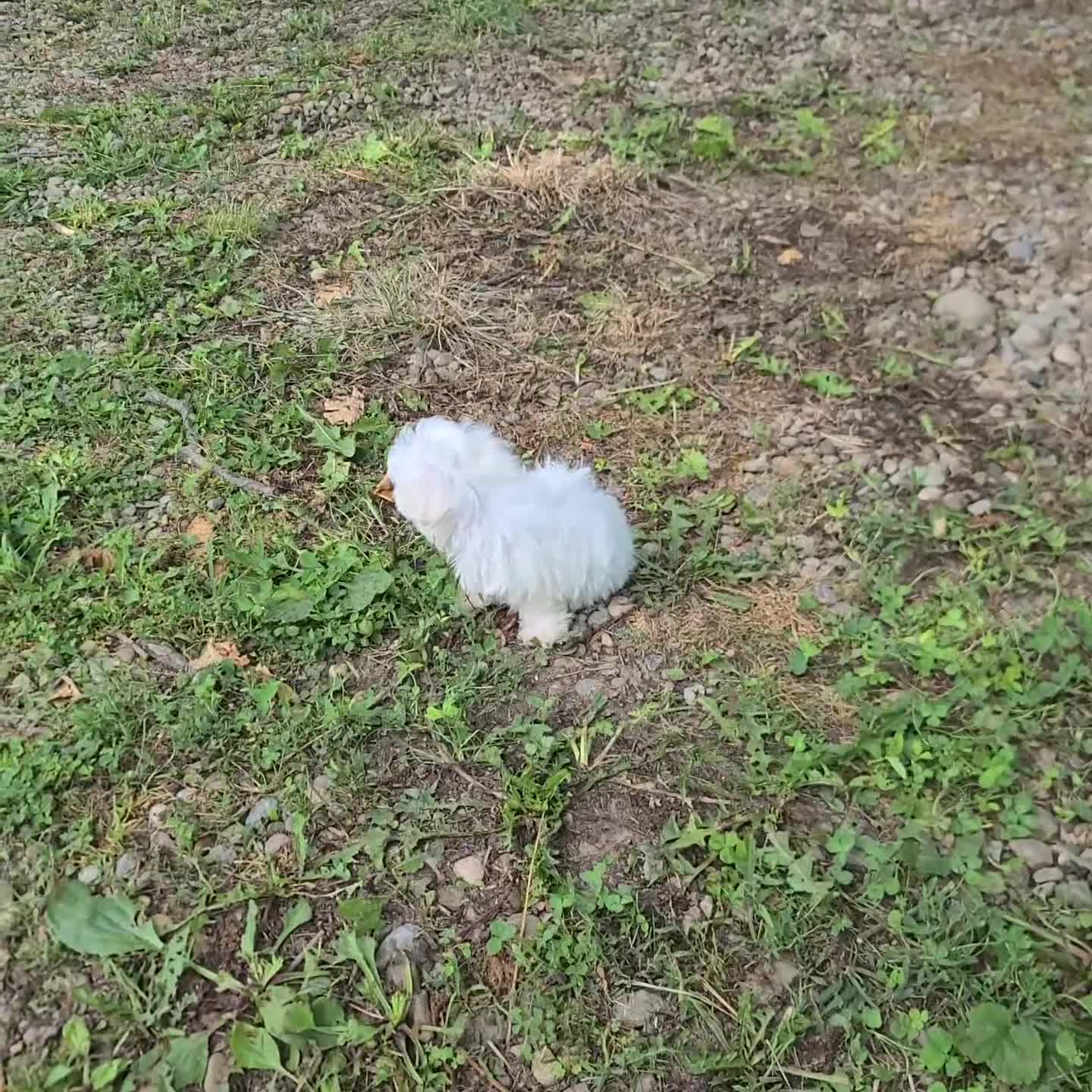 Maltese dogs for sale: Victor - Video 1