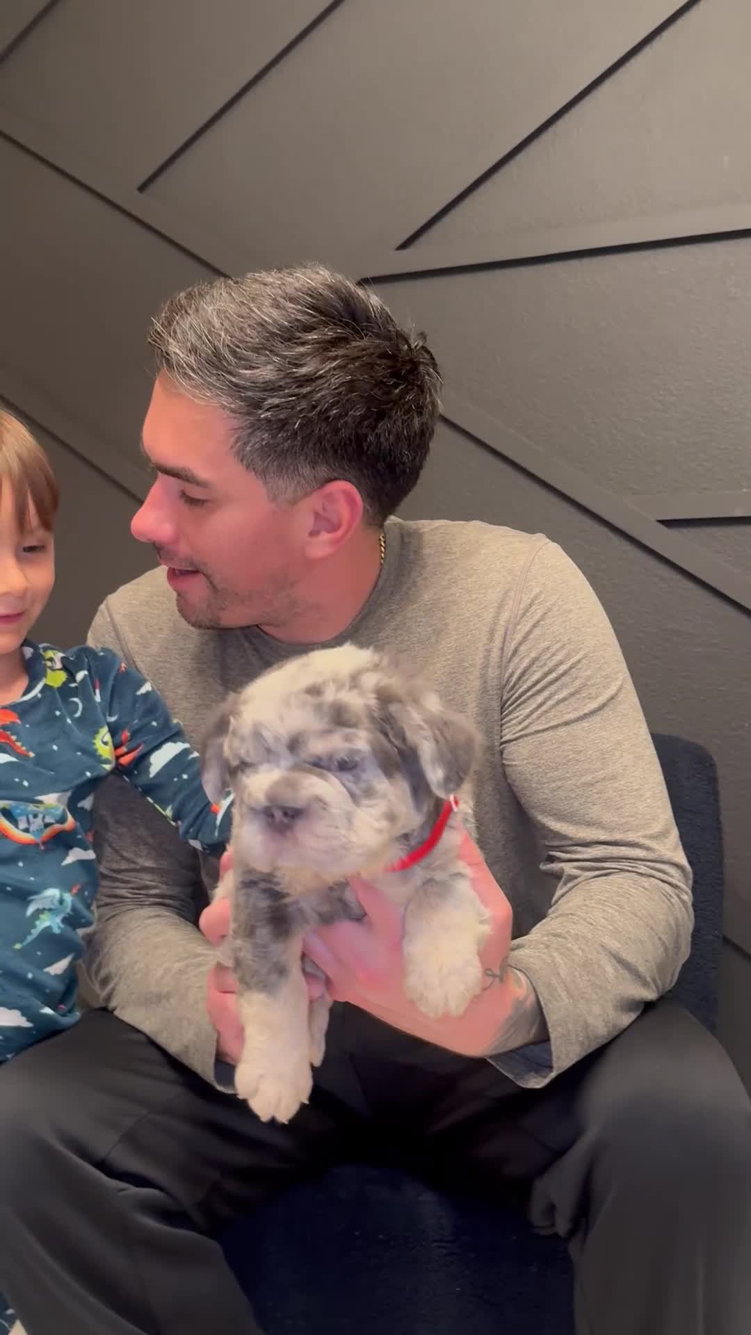 French Bulldog dogs for sale: Dollar - Video 3