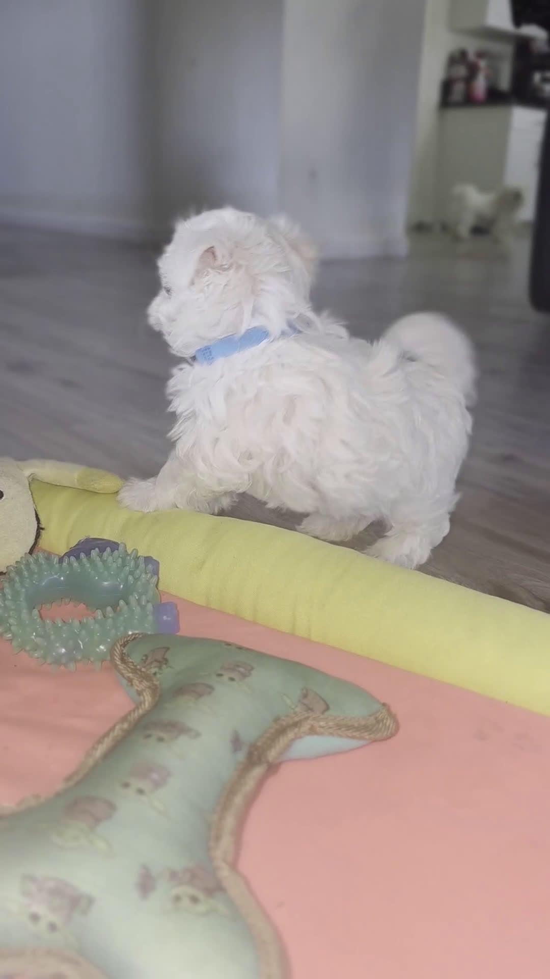 Maltese dogs for sale: 🐾 Male Maltese Puppy – Playful, Charming & Tiny - Video 1