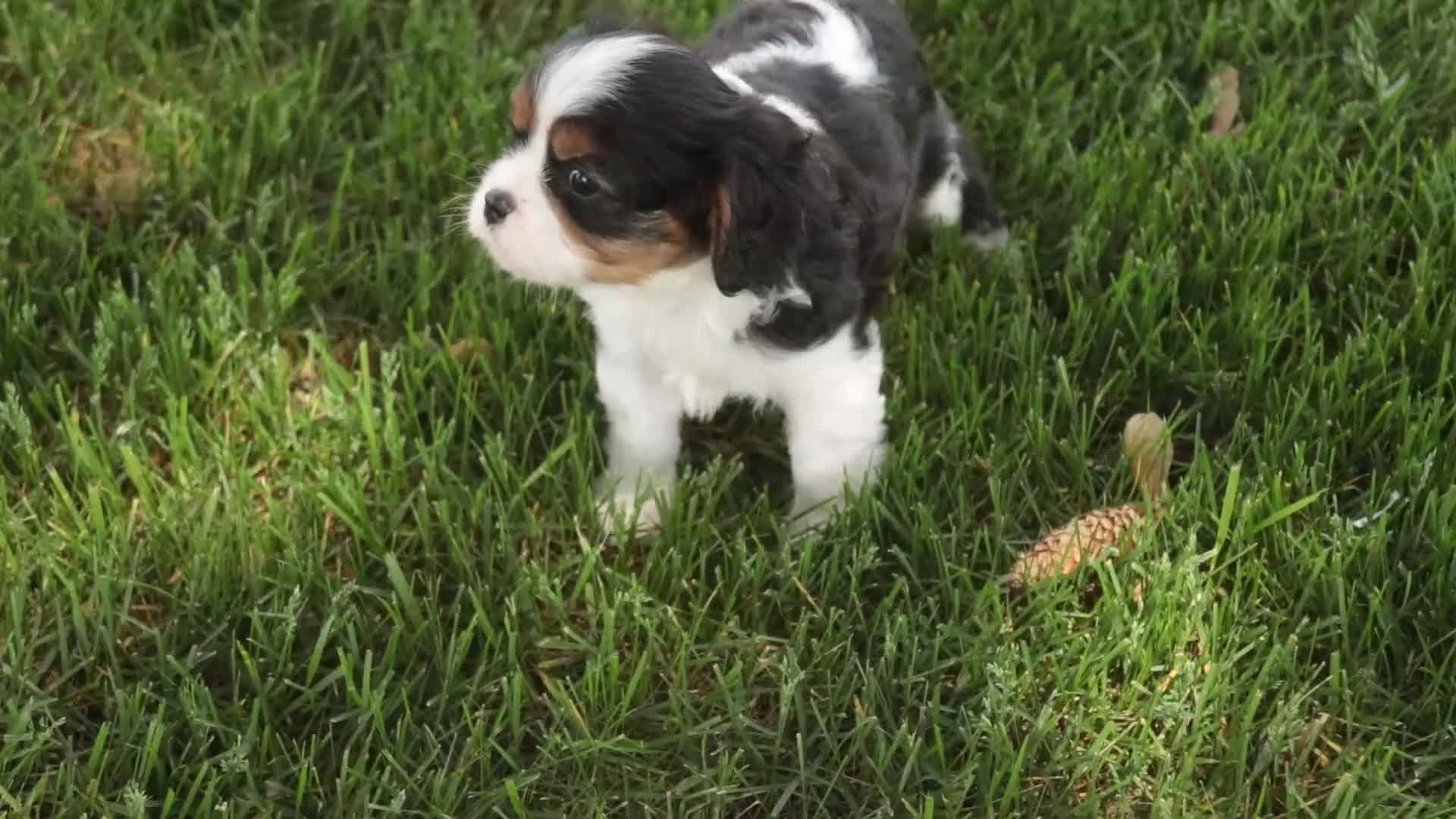 Cavalier King Charles Spaniel dogs for sale: Lars - Video 1