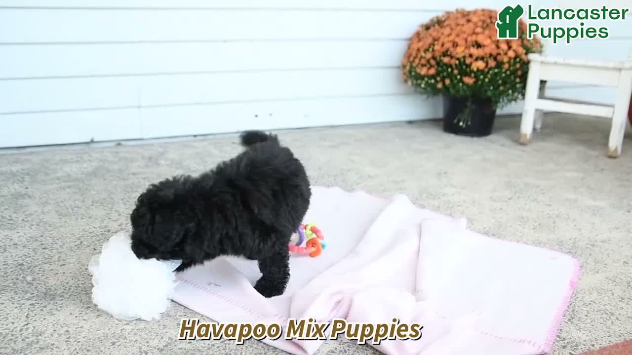 Mixed Breed dogs for sale: Hunter - Video 1