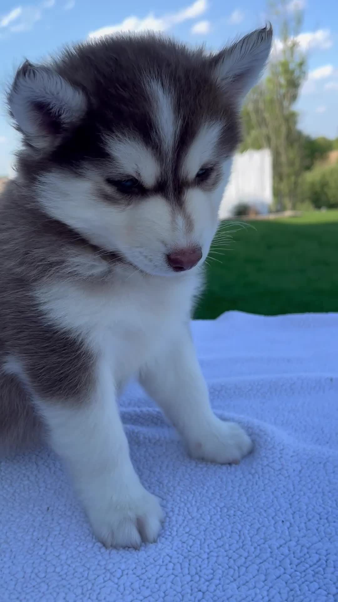 Pomsky dogs for sale: Scout - Video 1
