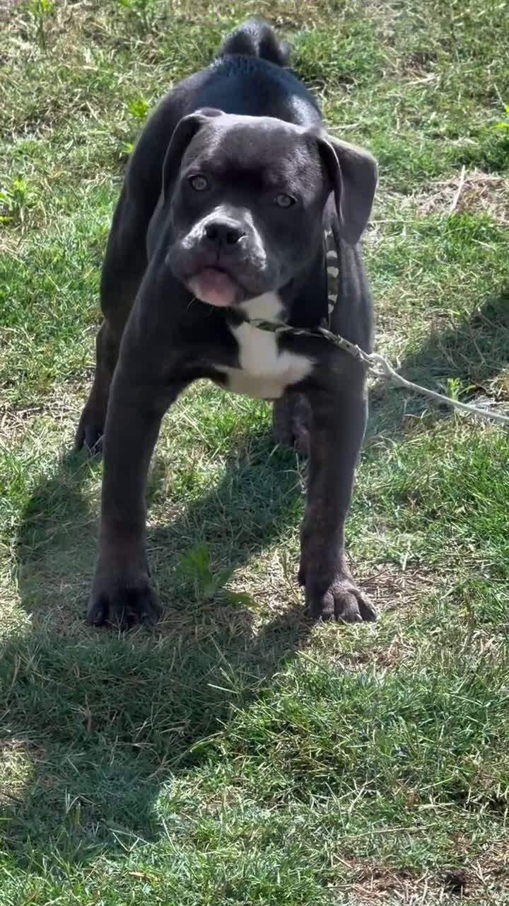 American Bully dogs for sale: American Bully Puppy 1 - Video 1