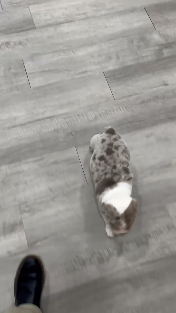 English Bulldog dogs for sale: Arthur - Video 1
